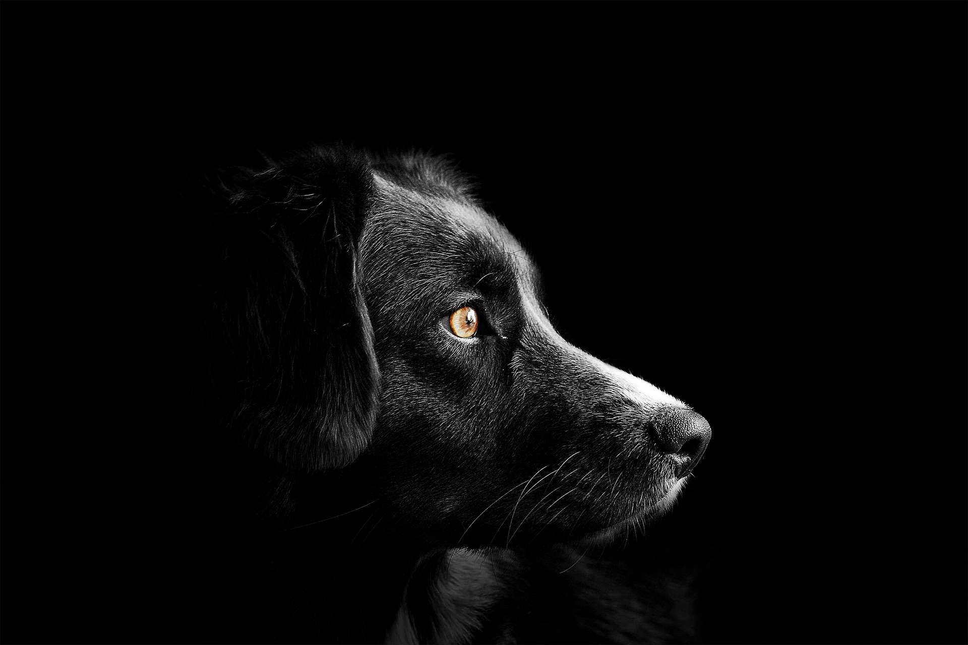 blau eingefärbtes Prfilbild eines Hundes. Blichkrichtung rechts.