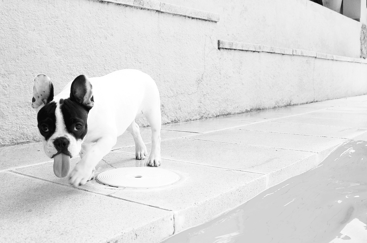 kleiner Hund mit heraushängender Zunge